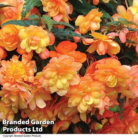 Summer Plant & Seed Collection 3 Summer Plant & Seed Collection - Image 3