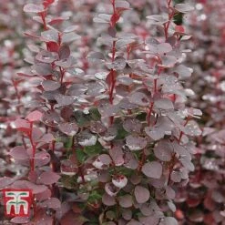 Berberis Trio -Edible Flowers Sales Store BERB KB0726 C