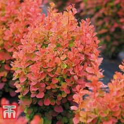 Berberis Trio -Edible Flowers Sales Store BERB KB0726 D