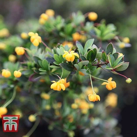 Berberis Buxifolia 'Nana' -Edible Flowers Sales Store BERB T58097 A