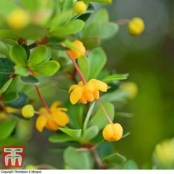 Berberis Buxifolia 'Nana' -Edible Flowers Sales Store BERB T58097 B