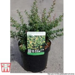 Berberis Buxifolia 'Nana' -Edible Flowers Sales Store BERB T58097 C