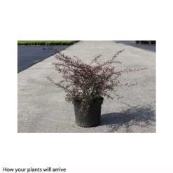 Berberis Thunbergii 'Red Dream' -Edible Flowers Sales Store BERB T66076 B h