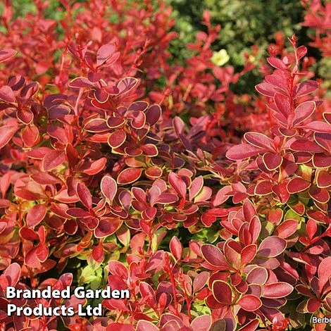 Berberis Thunbergii 'Coral' -Edible Flowers Sales Store BERB CORAL S09999
