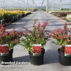 Berberis Thunbergii 'Coral' -Edible Flowers Sales Store BERB CORAL S45253