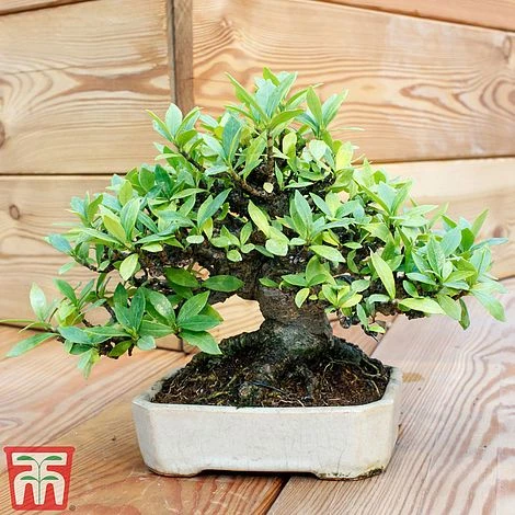 Bonsai Carmona Microphylla (House Plant) 1 Bonsai Carmona Microphylla (House Plant)