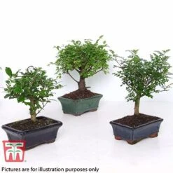 Bonsai Carmona Microphylla (House Plant) 11 Bonsai Carmona Microphylla (House Plant) -Edible Flowers Sales Store BONS TKA3020 B