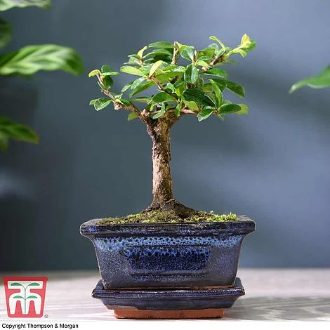 Bonsai Carmona Microphylla (House Plant) 2 Bonsai Carmona Microphylla (House Plant) - Image 2