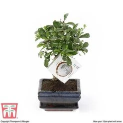 Bonsai Carmona Microphylla (House Plant) 9 Bonsai Carmona Microphylla (House Plant) -Edible Flowers Sales Store BONS TKA3020 E1