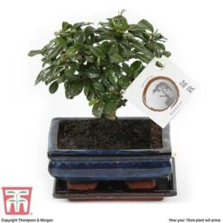 Bonsai Carmona Microphylla (House Plant) 10 Bonsai Carmona Microphylla (House Plant) -Edible Flowers Sales Store BONS TKA3020 G1