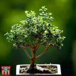 Bonsai Ligustrum 8 Bonsai Ligustrum -Edible Flowers Sales Store BONS TKA3021 A1