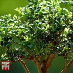 Bonsai Ligustrum 11 Bonsai Ligustrum -Edible Flowers Sales Store BONS TKA3021 C