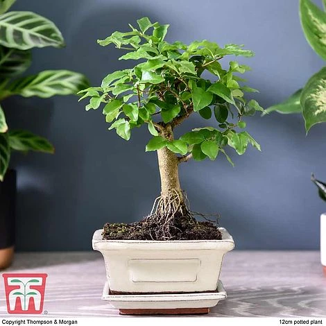 Bonsai Ligustrum 2 Bonsai Ligustrum - Image 2