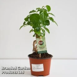 Radermachera Sinica Bonsai Form -Edible Flowers Sales Store BONS RADER12CM T45096G