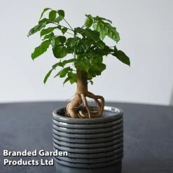 Radermachera Sinica Bonsai Form -Edible Flowers Sales Store BONS RADERMACH T45102A