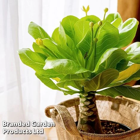 Brighamia Insignis 1 Brighamia Insignis