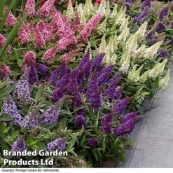 Buddleja 'Butterfly Candy' Collection -Edible Flowers Sales Store BUDD CANDY B