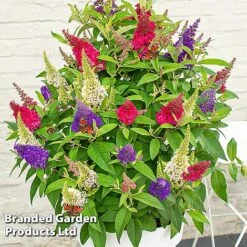 Buddleja 'Butterfly Candy' Collection -Edible Flowers Sales Store BUDD CANDY D