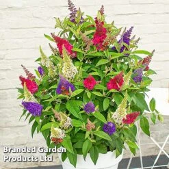 Buddleja 'Butterfly Candy' Collection -Edible Flowers Sales Store BUDD CANDY E