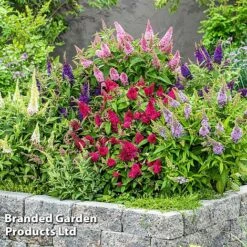 Buddleja 'Butterfly Candy' Collection -Edible Flowers Sales Store BUDD CANDY F