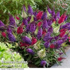 Buddleja 'Butterfly Candy' Collection -Edible Flowers Sales Store BUDD CANDY G