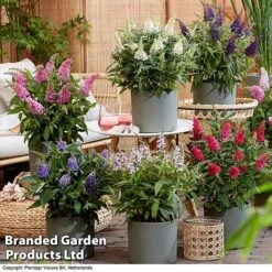 Buddleja 'Butterfly Candy' Collection -Edible Flowers Sales Store BUDD CANDY H