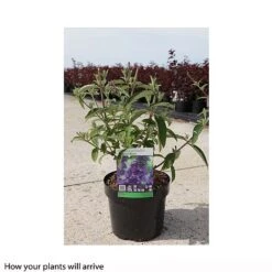 Edible Flowers Sales Store -Edible Flowers Sales Store BUDD T66084 B h