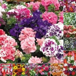 Bumper Garden Collection 13 Bumper Garden Collection -Edible Flowers Sales Store BUMP KB3121 E3