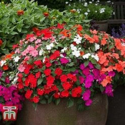 Garden Ready Bedding Collection 8 Garden Ready Bedding Collection -Edible Flowers Sales Store BUSY KB3223 C1