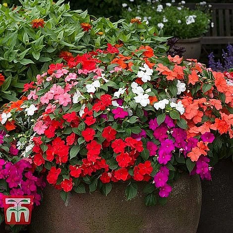 Garden Ready Bedding Collection 4 Garden Ready Bedding Collection - Image 4