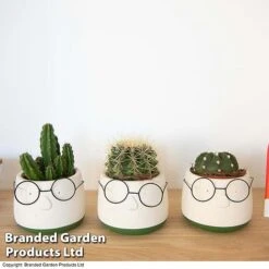 Cactus In Decorative Pot