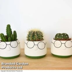 Cactus In Decorative Pot -Edible Flowers Sales Store CACT KC8512 C