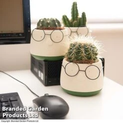 Cactus In Decorative Pot -Edible Flowers Sales Store CACT KC8512 E