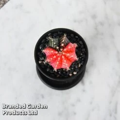 Cactus Gymnocalycium Mihanovichii F. Variegata Mixed -Edible Flowers Sales Store CACT GYMNOCALY T43422