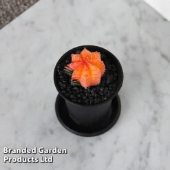 Cactus Gymnocalycium Mihanovichii F. Variegata Mixed -Edible Flowers Sales Store CACT GYMNOCALY T43428