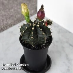 Cactus Gymnocalycium Mihanovichii F. Variegata Mixed -Edible Flowers Sales Store CACT GYMNOCALY T43433