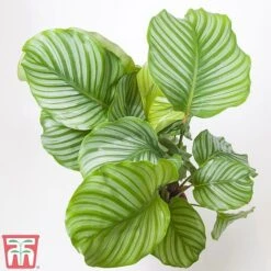 Calathea Orbifolia -Edible Flowers Sales Store CALA TKA2876 A