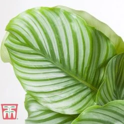Calathea Orbifolia -Edible Flowers Sales Store CALA TKA2876 C