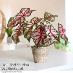Caladium Heart To Heart® 'Bottle Rocket'