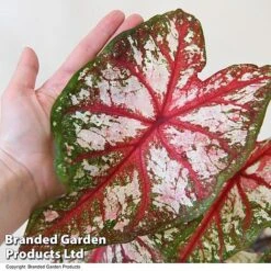 Caladium Heart To Heart® 'Bottle Rocket' -Edible Flowers Sales Store CALA H2HBOTTLE T43453