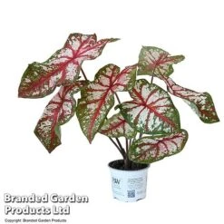 Caladium Heart To Heart® 'Bottle Rocket' -Edible Flowers Sales Store CALA H2HBOTTLE T43454