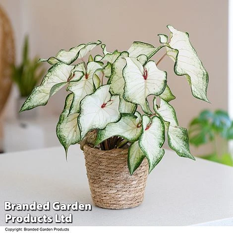 Caladium Heart To Heart® 'White Wonder' -Edible Flowers Sales Store CALA H2HWHITEW T43462