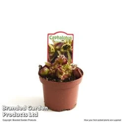 Cephalotus Follicularis -Edible Flowers Sales Store CEPH FOLLIC9CM T49625