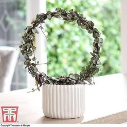 T&M's Choice House Plant Mix -Edible Flowers Sales Store CERO WKB7254 B2