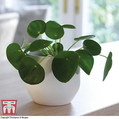 Chinese Money Plant -Edible Flowers Sales Store CHI KA8601 A
