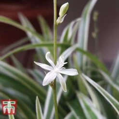 Chlorophytum Comosum 'Variegatum' -Edible Flowers Sales Store CHLO TKA2878 C
