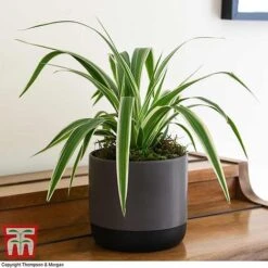 Chlorophytum Comosum 'Variegatum' -Edible Flowers Sales Store CHLO TKA2878 F