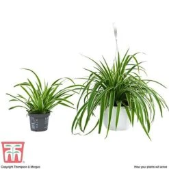 Chlorophytum Comosum 'Variegatum' -Edible Flowers Sales Store CHLO TKA2878 G
