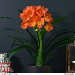 Clivia Miniata