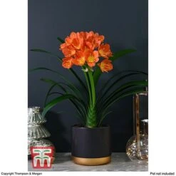 Clivia Miniata -Edible Flowers Sales Store CLIV WKB4547 C